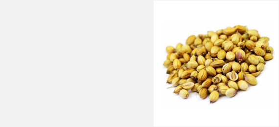 Shanson Exports : An Exporter Of Coriander Seeds, Coriander Seeds Exporter, Coriander Seeds Supplier, Coriander Seeds Producer, Coriander Seeds Sortex Quality, Coriander Seeds Ahmedabad, Coriander Seeds Exporter Gujarat, Coriander Seeds Exporter India.